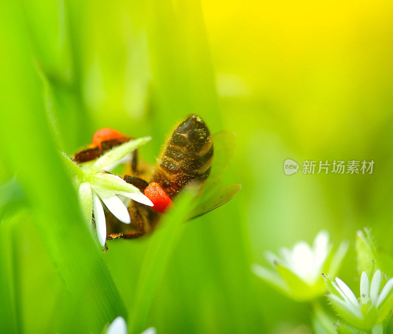 自然背景与蜜蜂采集花蜜