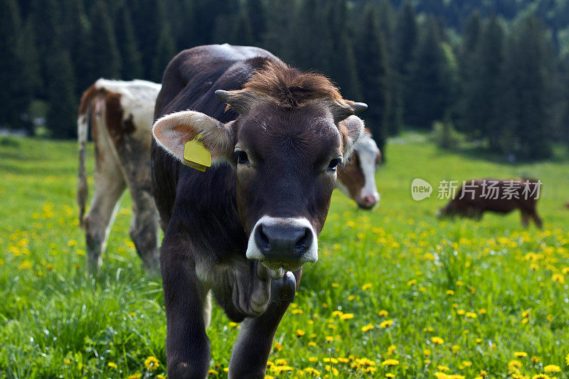 牛的肖像在它的环境