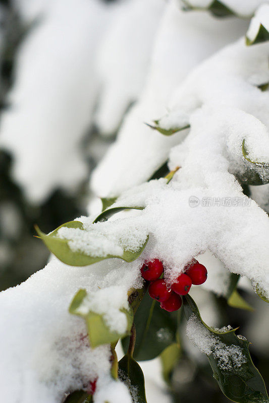 冰雪覆盖rowanberry