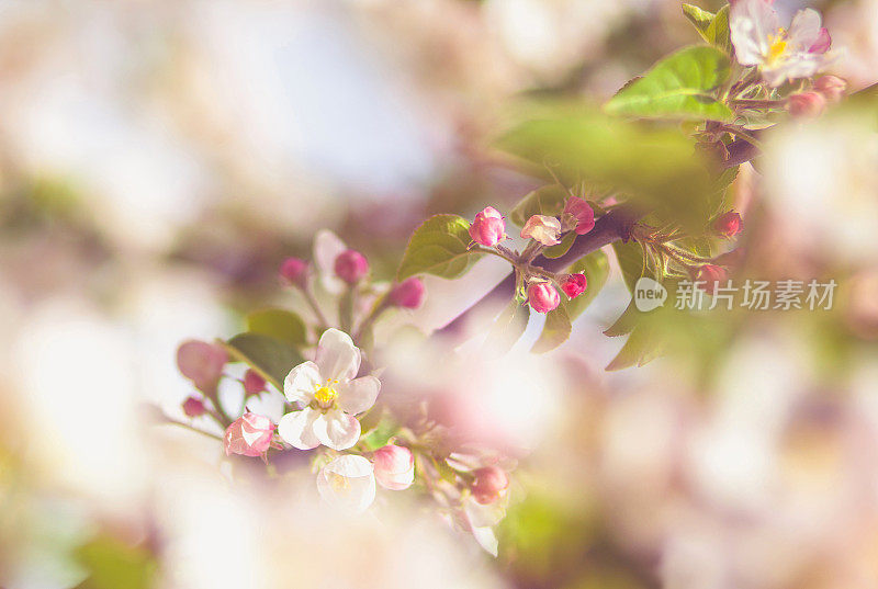 苹果树花