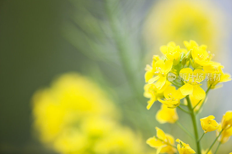 油菜籽花