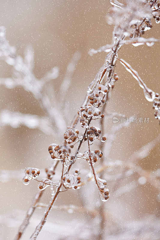 这是冬日里被冰雪覆盖的树枝的特写