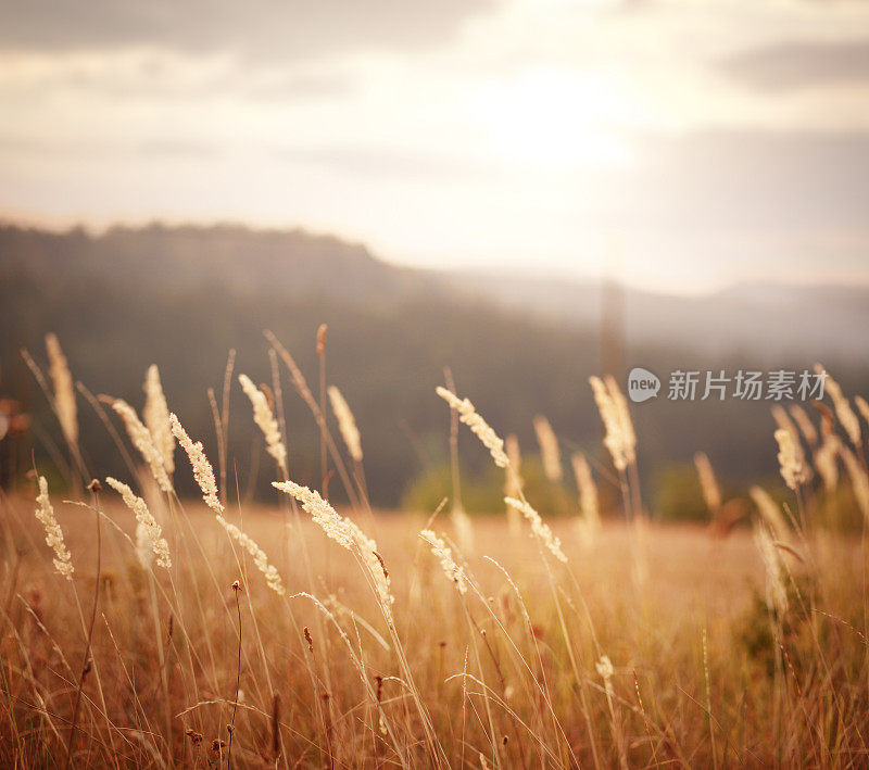 夕阳下的麦田