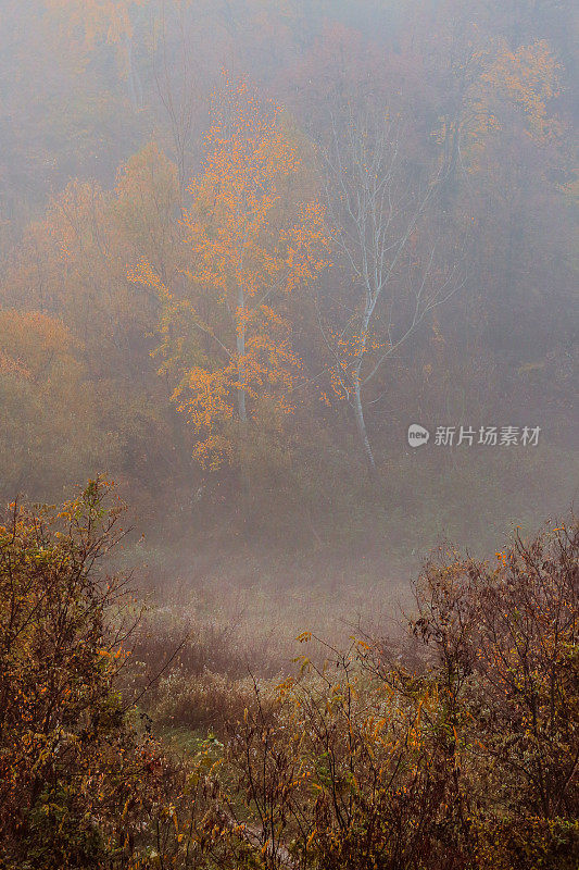 高角度的观点在秋天的颜色森林