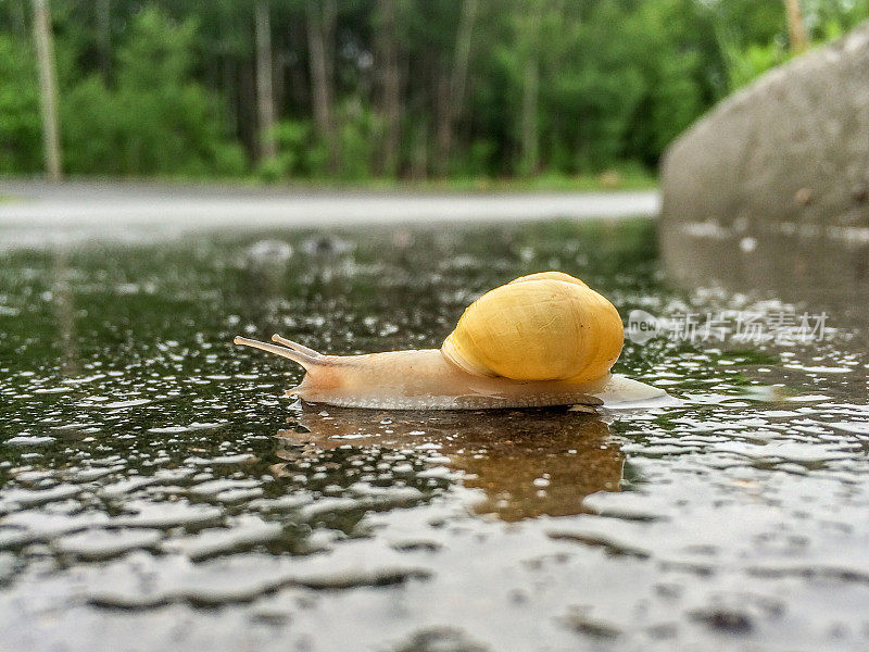 雨后潮湿的街道上爬行的蜗牛