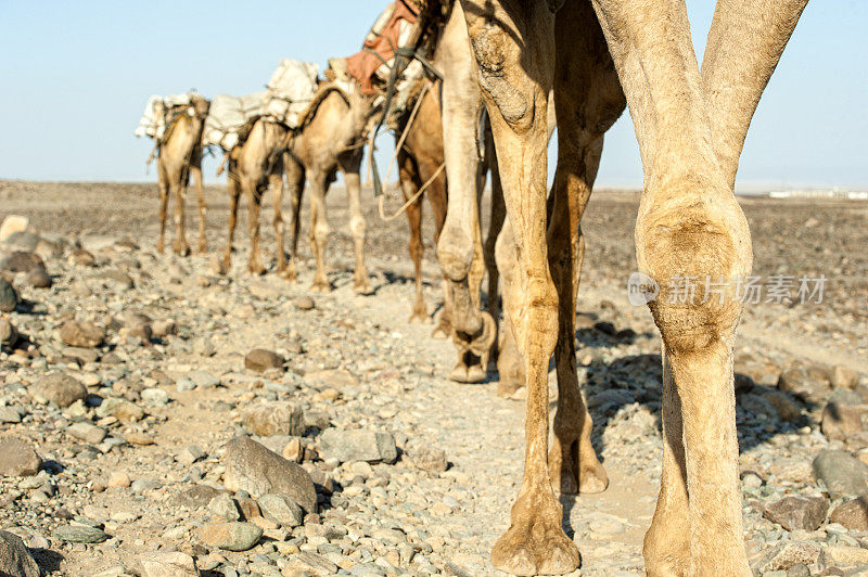 埃塞俄比亚达纳基尔地区的骆驼商队