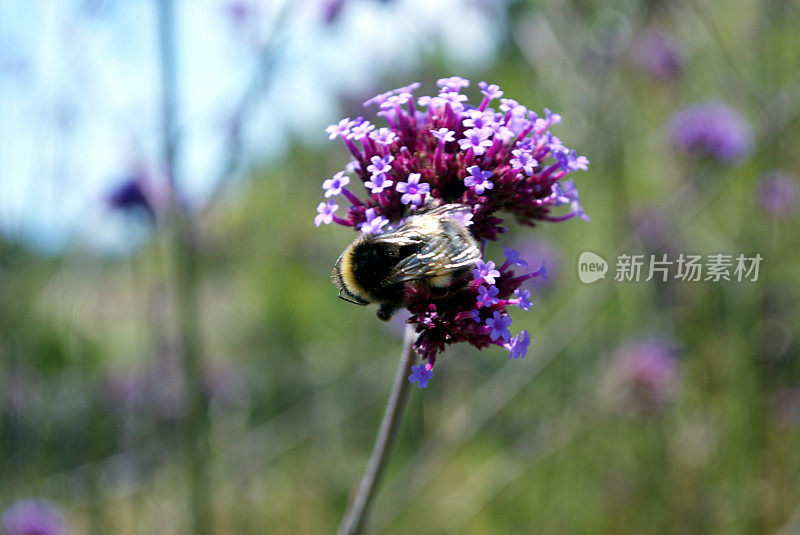 蜜蜂和花