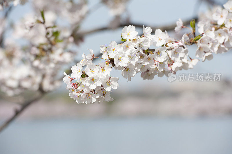 春天的樱花在潮汐盆地，华盛顿