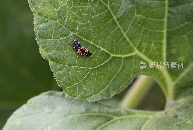 龙(瓢虫幼虫期)