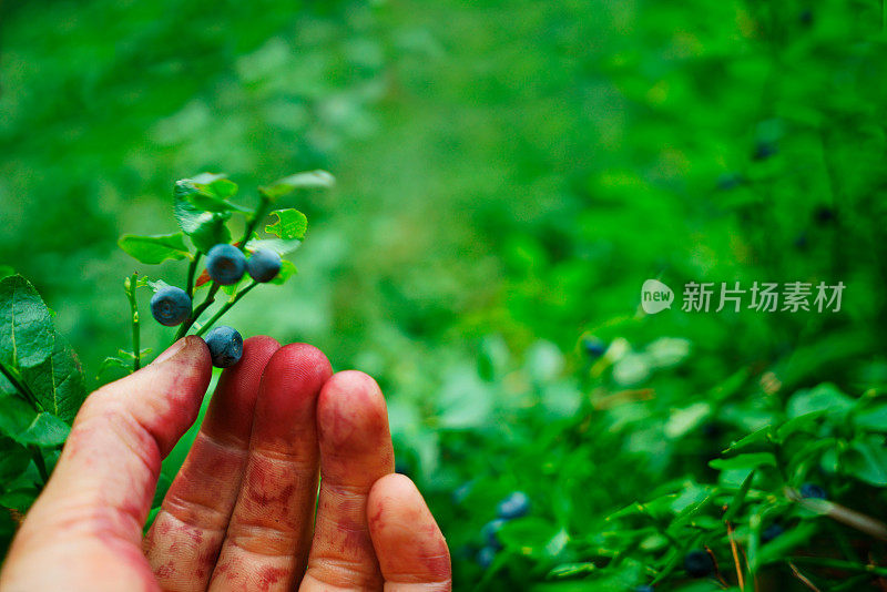 近距离采摘野生蓝莓在森林