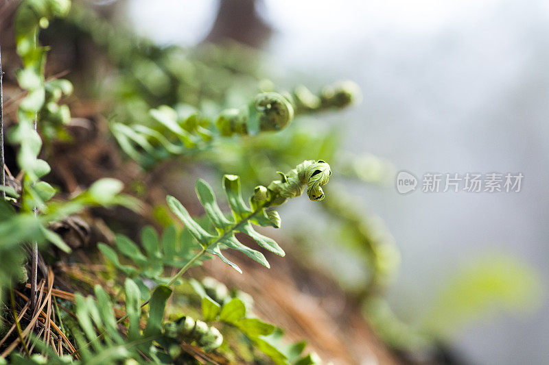 蕨类植物开花