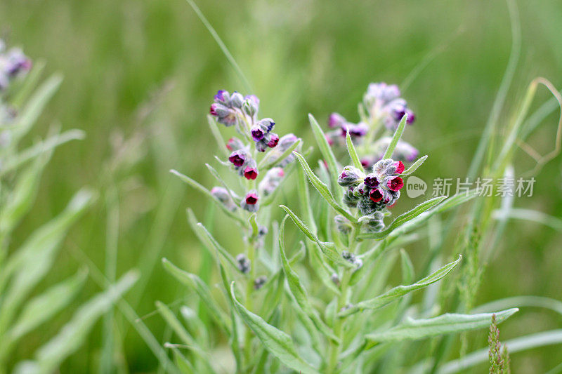 草原野花