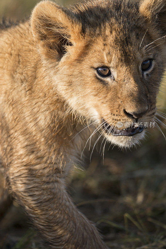 狮子幼崽，马赛马拉，肯尼亚