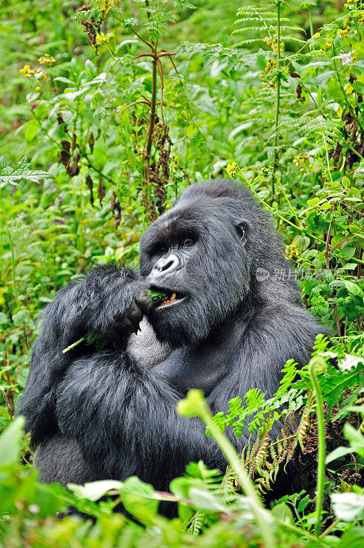 来自苏萨集团的山地大猩猩，火山国家公园，卢旺达
