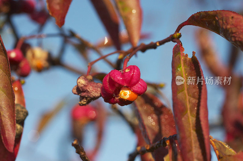 梭形树美味果