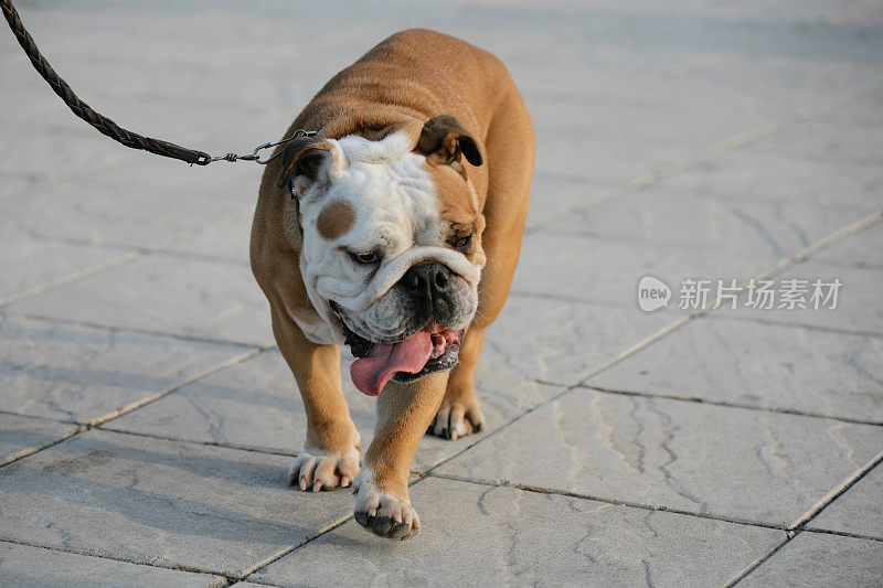 英国牛头犬散步