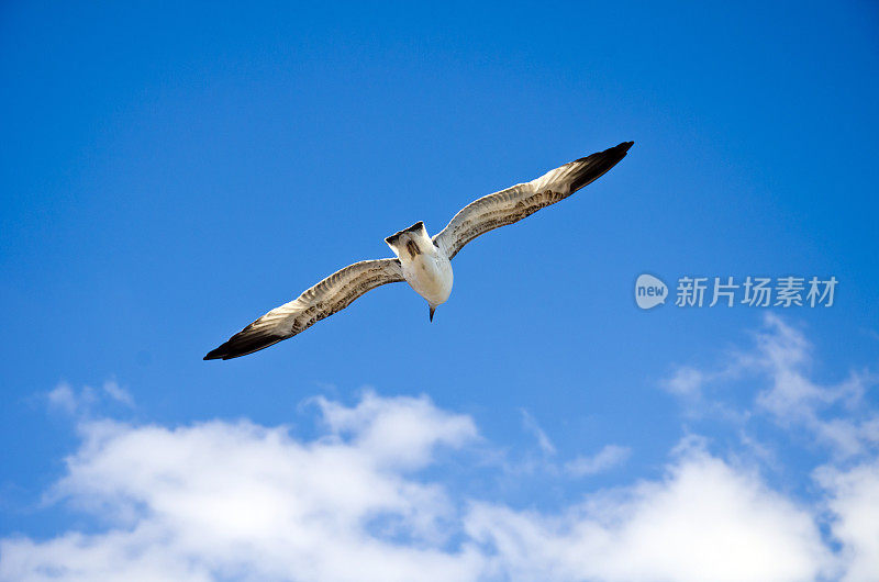 海鸥在飞行。