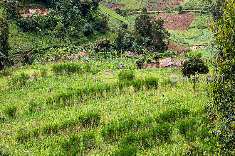 卢旺达山坡上的农业