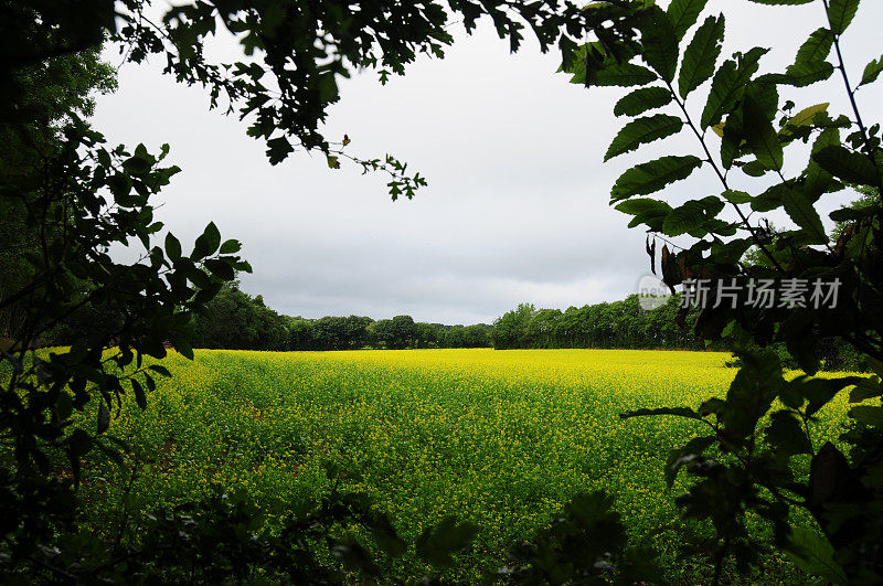 油菜籽,英国