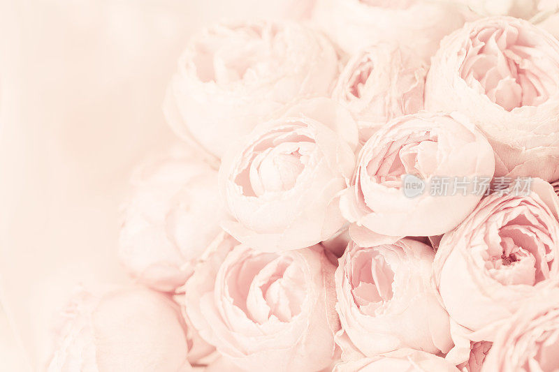 一束粉红色的牡丹玫瑰