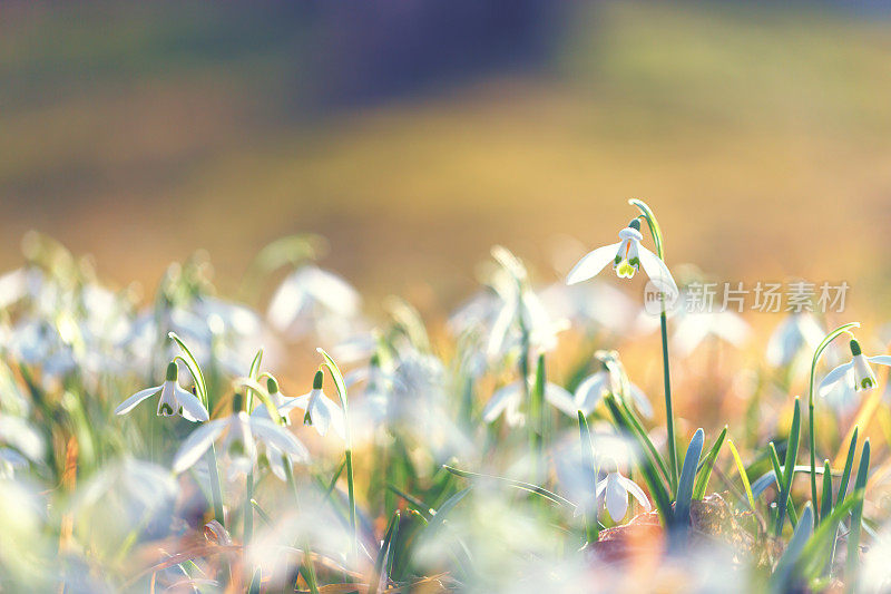 雪花莲(雪花)