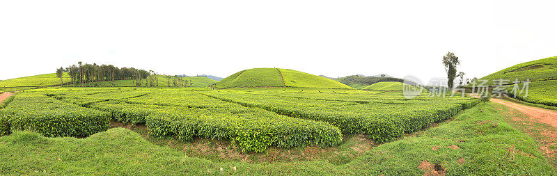 卢旺达:马塔茶园