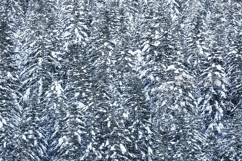 雪覆盖的森林