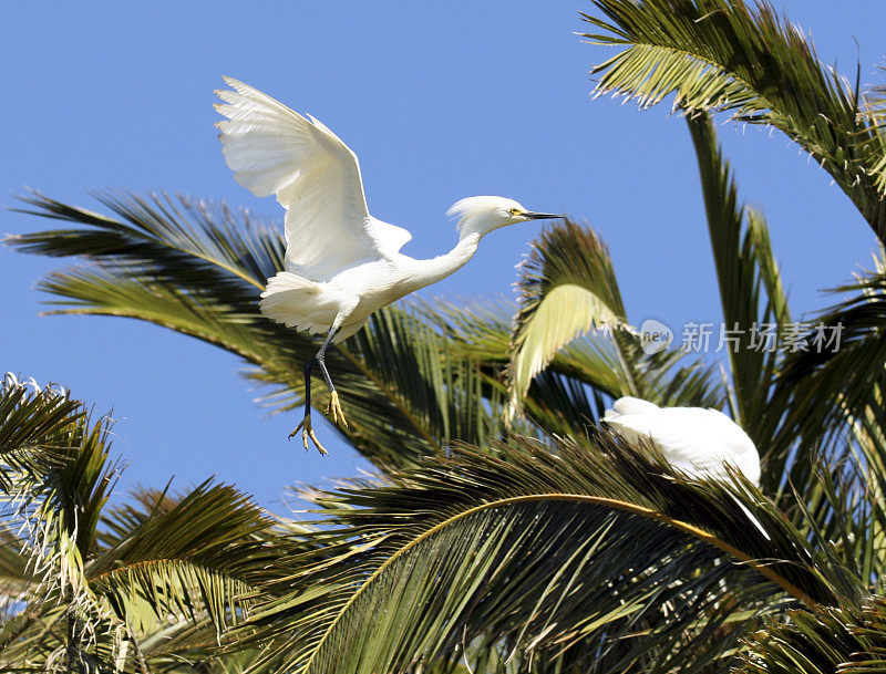 白鹭降落在棕榈树上