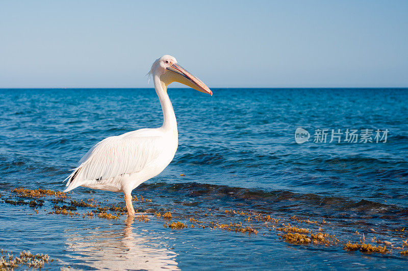 海边的鹈鹕