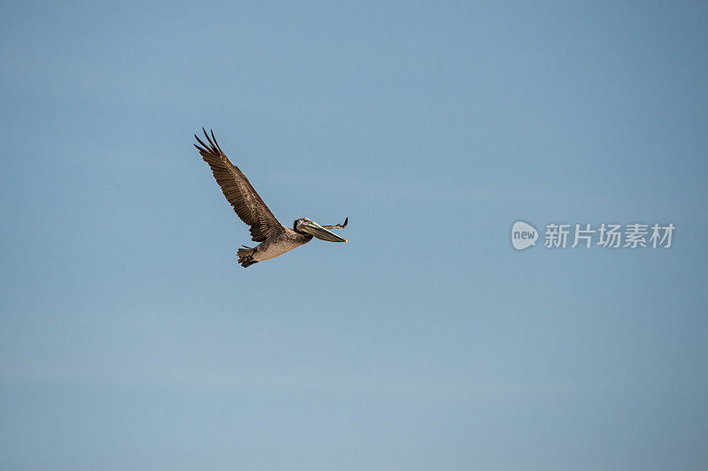 飞行鹈鹕