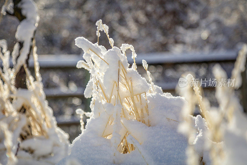 小麦在雪下