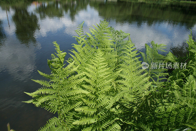 蕨类植物的叶子