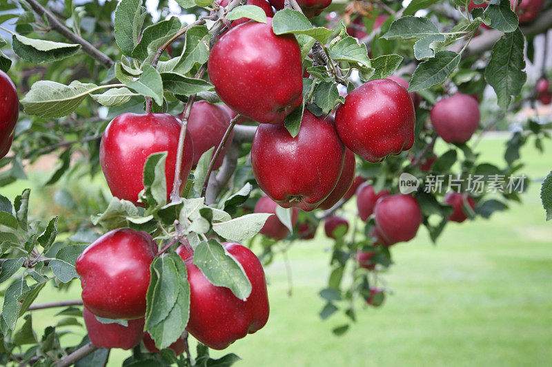 树枝上的红苹果。