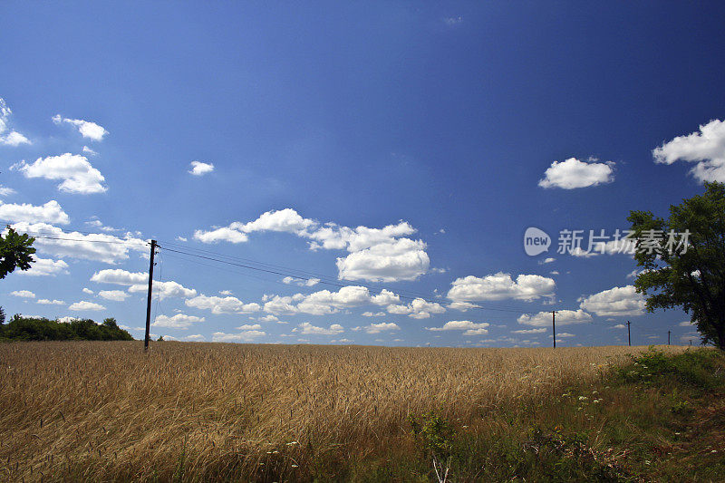 Oat领域