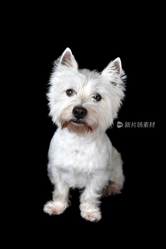 Westie画像