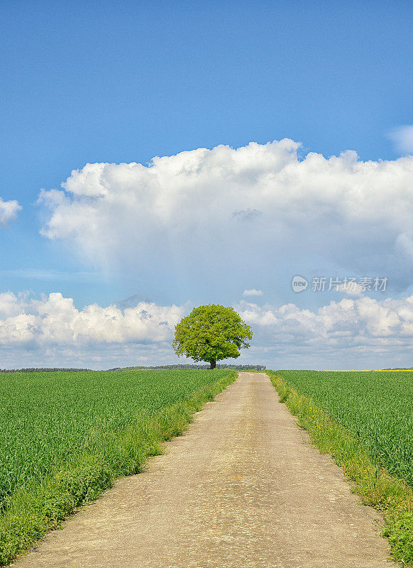 一棵橡树，长在田野里的小路上