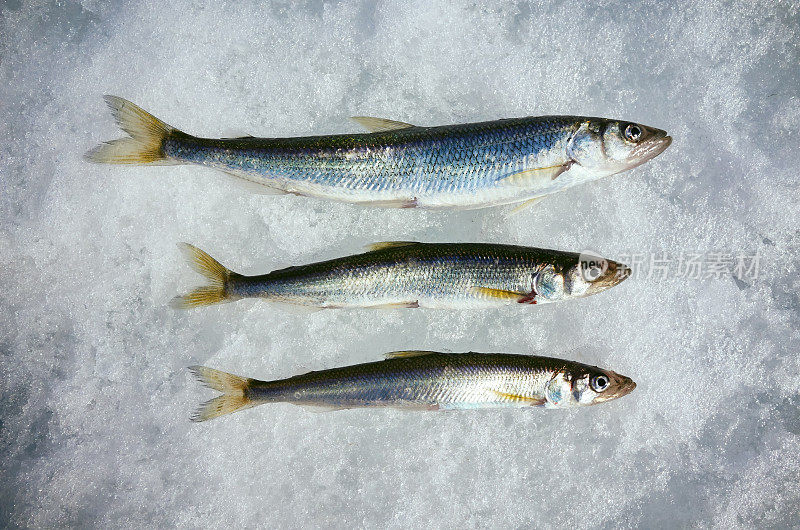 新捕的鱼在冰上有气味