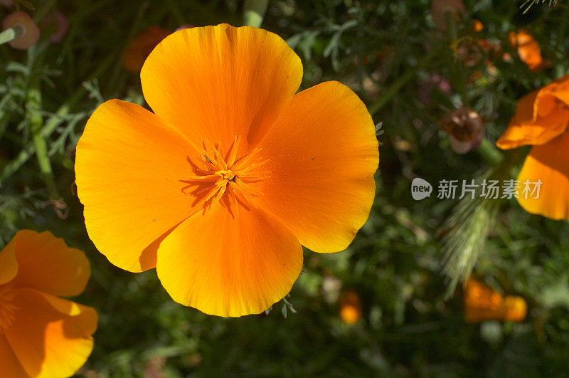 加利福尼亚金色的罂粟花