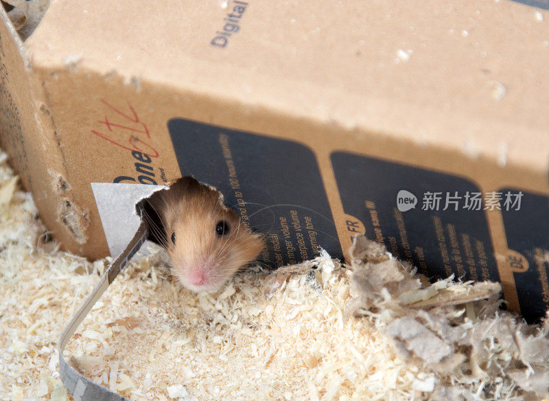 纸箱里的老鼠