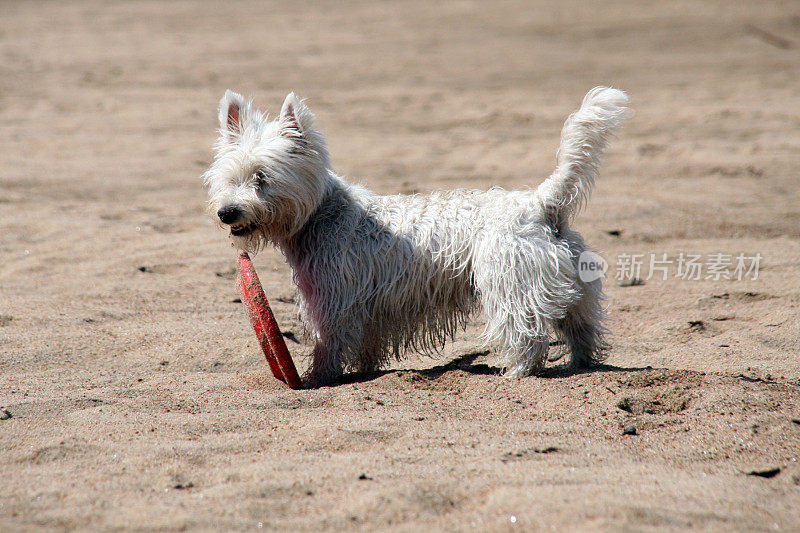 Westie狗在沙滩上捕捉红色的飞盘