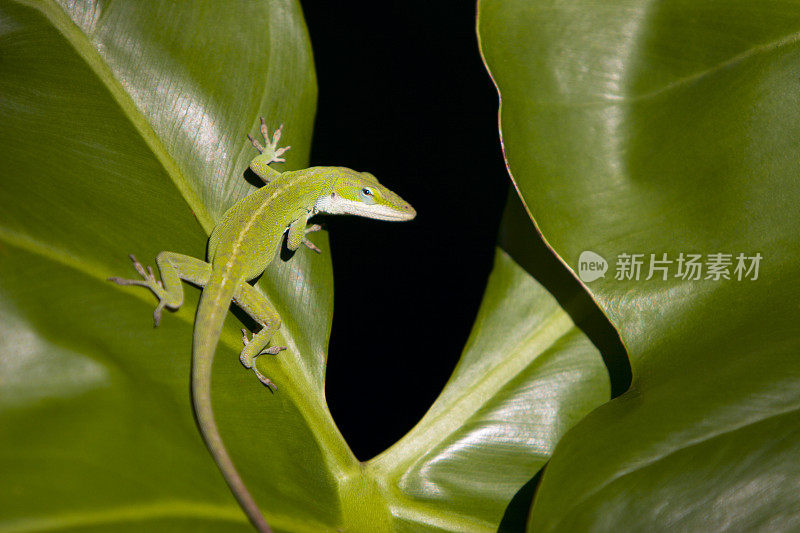 夏威夷壁虎。