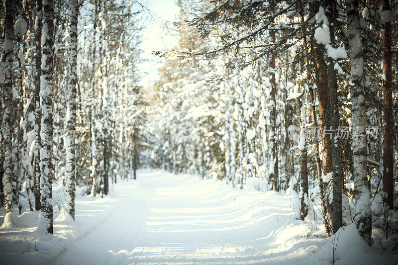 森林里的冬季滑雪道