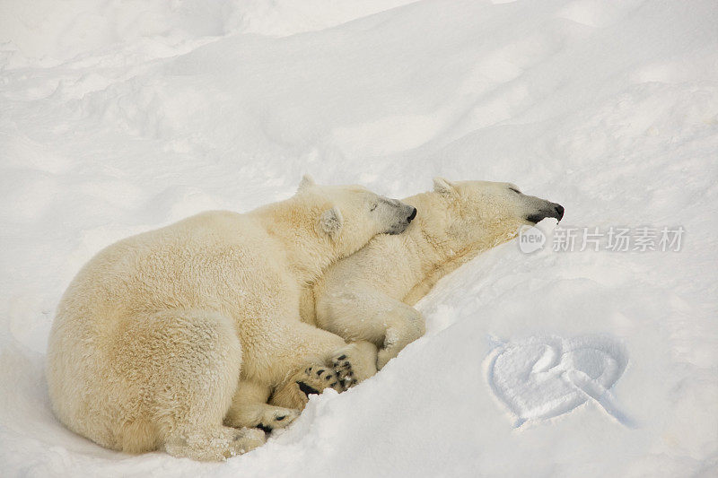 熟睡中的北极熊在恋爱