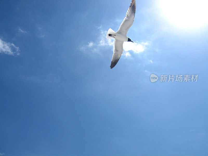 飙升的海鸥