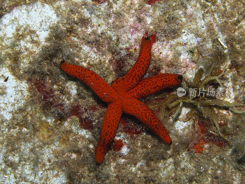 红海星(海星)