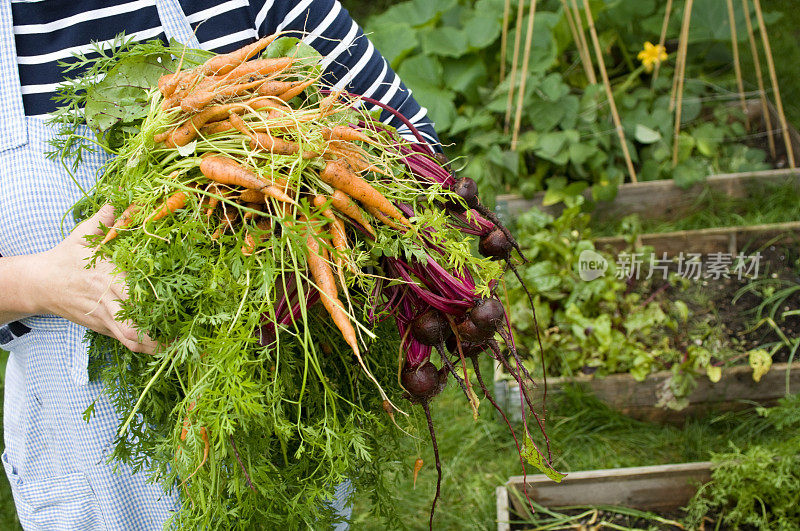 刚从花园里摘的甜菜根和胡萝卜