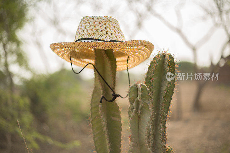 沙漠中的仙人掌戴着一顶草帽