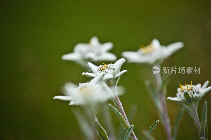 雪绒花花