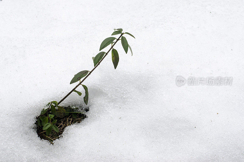 雪堆里的绿枝