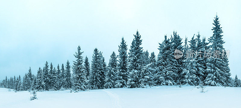 美丽的冬季景观和白雪覆盖的树木